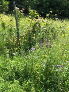 Jardín al aire libre en Winzerhäuschen Kern