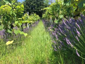 Jardín al aire libre en Winzerhäuschen Kern
