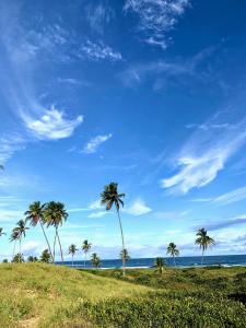 een groep palmbomen op het strand bij Hostel Ave Rara in Praia do Frances