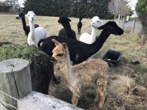 Altri animali domestici presso il bed & breakfast o nei dintorni
