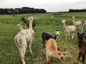 Altri animali domestici presso il bed & breakfast o nei dintorni