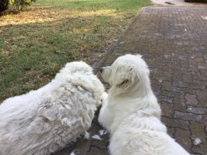 Dos perros blancos están jugando entre ellos. en Agriturismo Flabeto, en Budrio