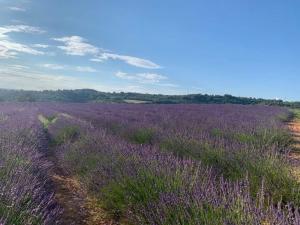 een veld lavendel met een paars veld bij Côté Verdon in Quinson