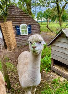a sheep standing in front of a house at Luxe Finse Kota van de Zandhoef in Eersel +4 photos