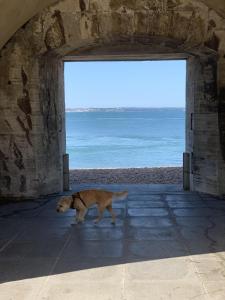 un perro caminando por una puerta hacia el océano en The Wellington Restaurant and Bar en Portsmouth