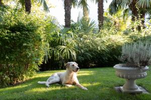 Majutusasutuse Villa Hochland külastajatega peatuv lemmikloom või lemmikloomad