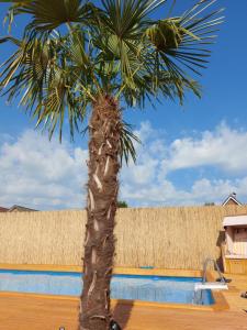 a palm tree next to a swimming pool at Ferienwohnung Uhlenbusch Paradise in Friesoythe