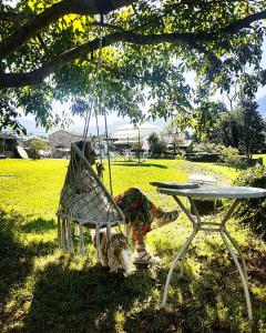 a woman sitting in a swing with a dog at LA POSADA DEL TENOR in Molledo