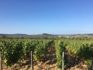 a vineyard with rows of grapes in a field at Chambre d hôtes - La Maison 1882 in Pouilly-sur-Loire