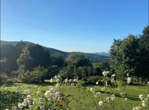 ein Feld mit weißen Blumen im Gras in der Unterkunft Yellowwoods Farm - THE GOAT HOUSE in Curryʼs Post