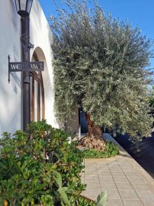 Κήπος έξω από το Terra Dei Limoni