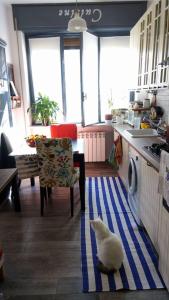um gato branco sentado num tapete numa cozinha em Vely's Rooms em Novara