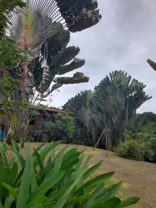 a group of palm trees in a park at Hostal & Cabins Lidia's House, Forest and Ocean View in Drake