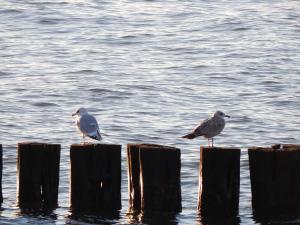 two birds sitting on wooden posts in the water at Haus Warnowblick Objekt 36737 in Rostock