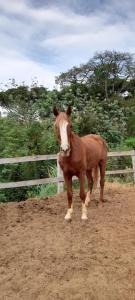 a brown horse standing in front of a fence at Refúgio Horse in Santo Antônio do Pinhal