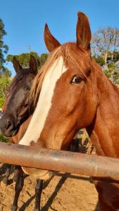 two horses are standing behind a fence at Refúgio Horse in Santo Antônio do Pinhal