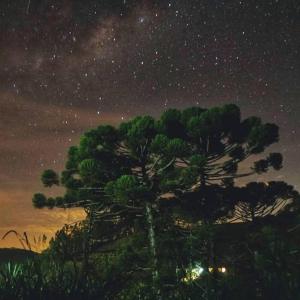 a pine tree under a starry sky at night at Refúgio Horse in Santo Antônio do Pinhal