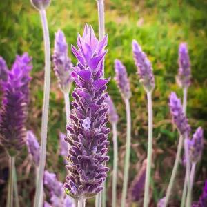 a bunch of purple flowers in a field at Refúgio Horse in Santo Antônio do Pinhal