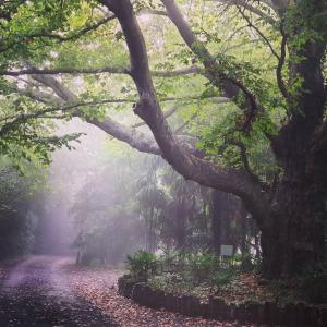 un sentiero nebbioso in una foresta con un albero di Winterton Country Lodge @ Rose Cottage a Winterton