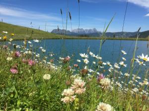 een veld van bloemen naast een lichaam van water bij Am Zwölferkogel Appartements in Saalbach Hinterglemm