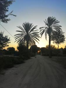 duas palmeiras ao lado de uma estrada de terra em Porta dei Mari em Ispica