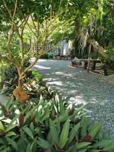 un jardin avec un arbre et quelques plantes vertes dans l'établissement Baba pim villa, à Chiang Mai