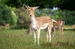 Photo de la galerie de l'établissement Deer View cottage, à Salhouse