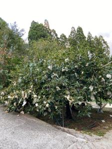 Giardino di Yun Hsiang Zhan Chalet
