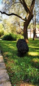 Foto dalla galleria di Karancsvölgyi Pihenőház a Karancsberény Altre 45 foto