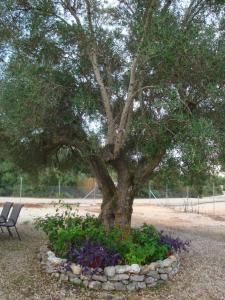 a tree in a flower bed with a bench under it at Peter's Cottage, Near Fiscardo, Kefalonia in Fiskardo
