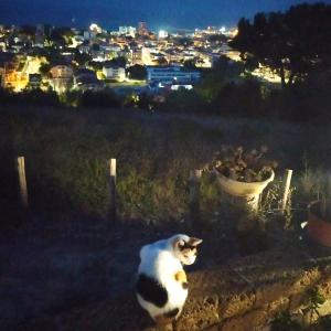Eine schwarze und weiße Katze, die nachts auf einem Feld sitzt in der Unterkunft Terrazza sul Mare in Giulianova