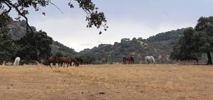 Fotografia z galérie ubytovania Casa Rural Finca Los Conventos en Adamuz CORDOBA v destinácii Adamuz