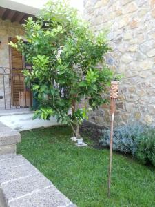 a small tree in the grass next to a building at Il Poggio da Leo in Capanne