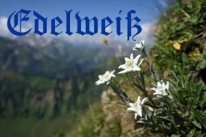 a picture of white flowers with the words descend at Gungl Stubn in Grainau