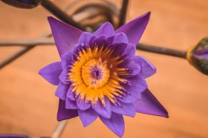 Fotografie z fotogalerie ubytování Flora and Fauna Mirissa v Mirisse (jih)