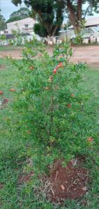 Foto dalla galleria di Pousada Belvedere a Tibagi