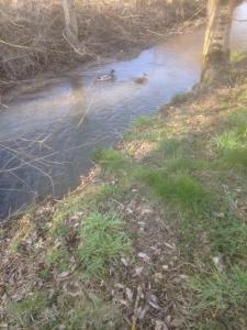 dos patos nadando en un arroyo de agua en Les 4 M en Gercourt-et-Drillancourt