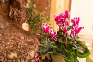 A garden outside La Palma