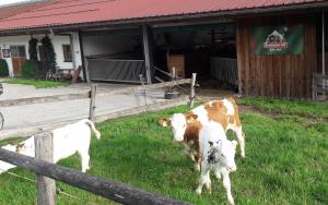 drei Kühe, die im Gras vor einer Scheune weiden in der Unterkunft Beim Heiß'n in Staudach-Egerndach