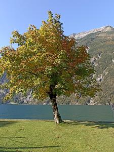 a tree in the grass next to a body of water at Ferienwohnung Stubenböck in Achenkirch