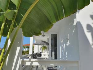 una hoja grande de una planta junto a una mesa en B2 APARTMENT with Balcony at JAN THIEL Curacao, en Jan Thiel