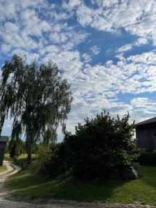 un arbre sur le côté d'un chemin de terre dans l'établissement AgroGłęboczek Karbowski Waldemar, à Mały Głęboczek