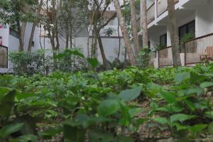 ogród przed budynkiem pełnym zielonych roślin w obiekcie Hotel Blanco Tulum w mieście Tulum