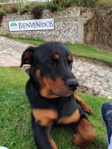 un perro negro y marrón sentado en la hierba en Hotel Cabañas El Rincón de las Campanas, en Nobsa