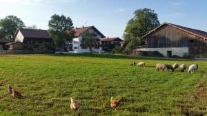 Zahrada ubytování Woidhauserhof
