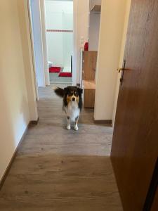 a dog standing in the hallway of a house at Apartment GRANAT in Sankt Oswald