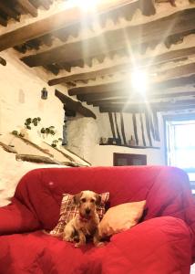 a brown dog sitting on a red couch at Apartamento El Refugio de Mecina in Mecina Fondales
