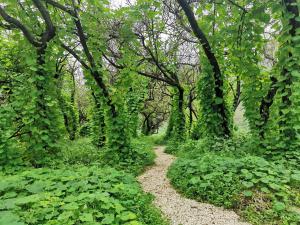 a path through a forest filled with green plants at G R A N D C H A L E T in Salalah