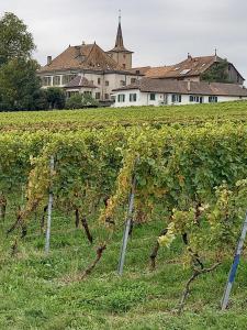 a field of vines with a building in the background at Auberge d'Etoy in Rolle