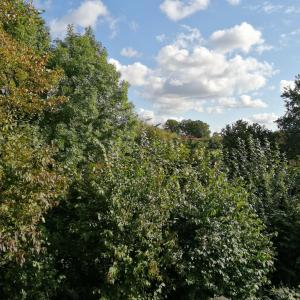 um grupo de árvores com um céu ao fundo em Auerandzimmer em Nienhagen